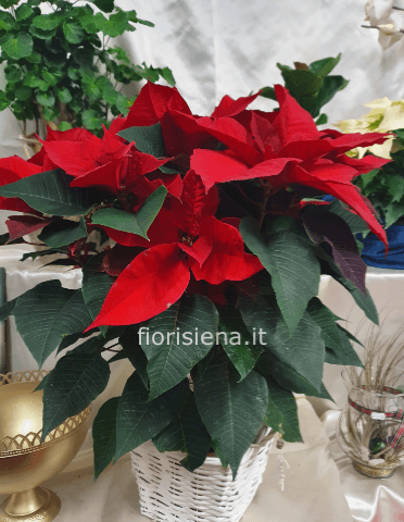 Stella di Natale di varie dimensioni e colori