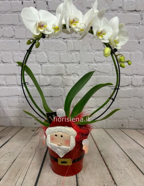 Orchidea con vaso natalizio