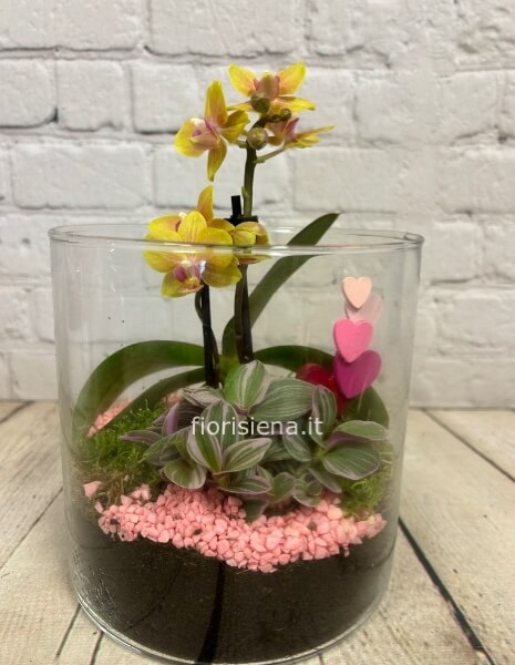 Cilindro con orchidea phaleonopsis